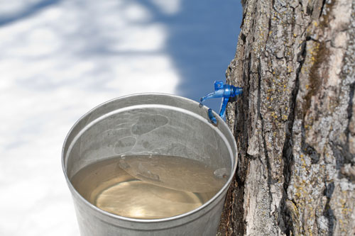 Maplesyrup-Sap-in-bucket.jpg