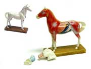 acu horse
