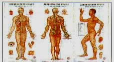 acupuncture charts