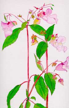 impatiens