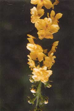 agrimony