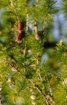 larch