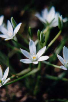 star of bethlehem