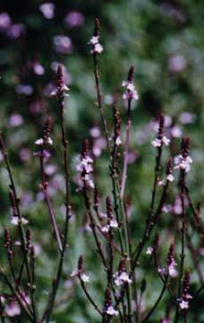 vervain