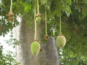 baobab-fruit1.jpg