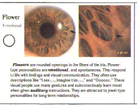 Rayid Iridology Chart