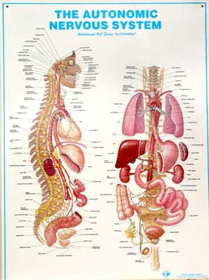 autonomic nervous system chart
