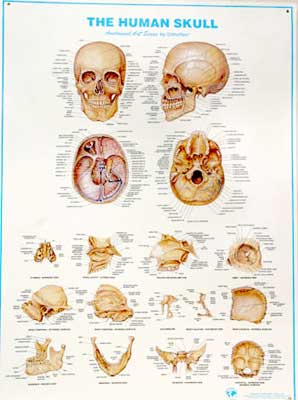 human scull chart