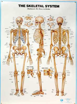 skeletal system chart