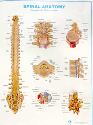 spinal anatomy chart