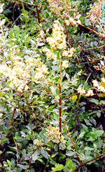 henna plant.jpg