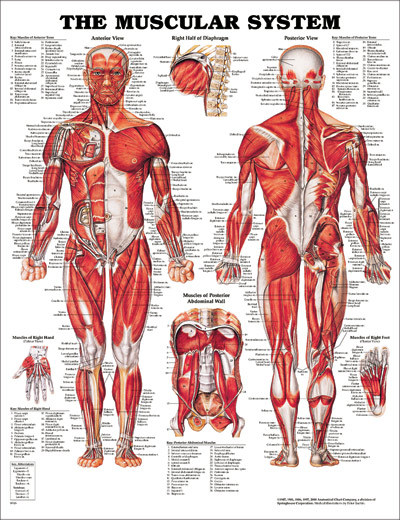 The Muscular System Chart