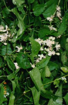 clematis