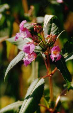 impatiens